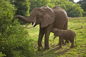 Africa. Tanzania. Elephant mother and calf