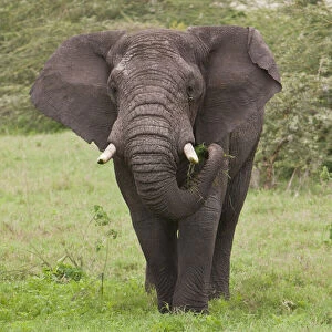 Africana Gallery: Africa. Tanzania. Elephant at Ngorongoro
