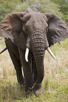 Bone Gallery: Africa. Tanzania. Elephant in Tarangire