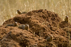 Images Dated 21st May 2009: Africa. Tanzania. A family of Dwarf Mongoose