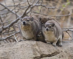 Images Dated 21st May 2009: Africa. Tanzania. A family of Rock Hyrax