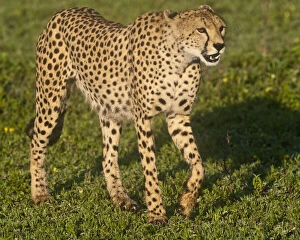 Cheetah Gallery: Africa. Tanzania. Female Cheetah at Ndutu