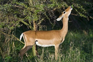 Feed Gallery: Africa. Tanzania. Female Impala antelope
