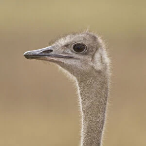 Africa. Tanzania. Female Ostrich at Ngorongoro
