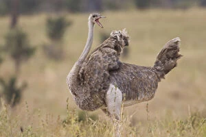 Images Dated 21st May 2009: Africa. Tanzania. Female Ostrich at Tarangire