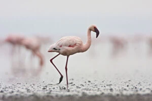 Africa. Tanzania. Flock of Lesser Flamingoes