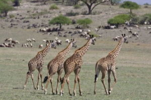 Africa. Tanzania. Giraffes approach a Masai