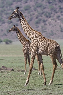 Africa. Tanzania. Giraffes in the Ngorongoro