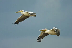 Africa. Tanzania. Great White Pelicans flying