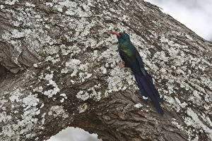 Images Dated 21st May 2009: Africa. Tanzania. Green Wood-Hoopoe at Tarangire
