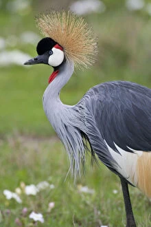 Africa. Tanzania. Grey Crowned Crane at