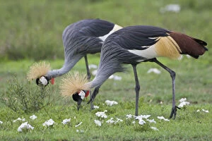 Africa. Tanzania. Grey Crowned Cranes at