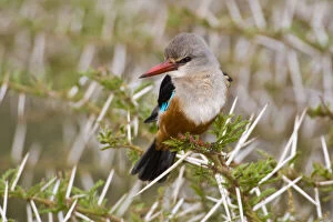 Headed Gallery: Africa. Tanzania. Grey-headed Kingfisher