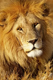 Blonde Gallery: Africa, Tanzania. Headshot of a male lion