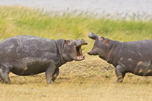 Africa. Tanzania. Hippopotamus at Ngorongoro