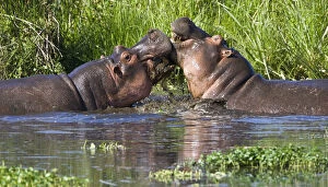 Africa. Tanzania. Hippopotamus sparring