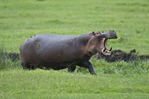 Africa. Tanzania. Hippopotamus yawns at
