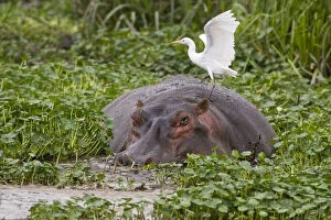 Billed Gallery: Africa. Tanzania. Hippopotamus with Yellow-billed