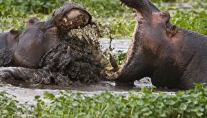 Africa. Tanzania. Hippos fighting in