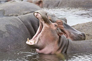 Images Dated 21st May 2009: Africa. Tanzania. Hippos at the Hippo Pool