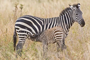 Images Dated 21st May 2009: Africa. Tanzania. Juvenile Common Zebra