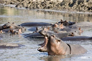 Bearing Gallery: Africa, Tanzania, Katavi, hippo bearing