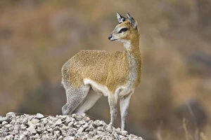 Images Dated 21st May 2009: Africa. Tanzania. Klipspringer antelope