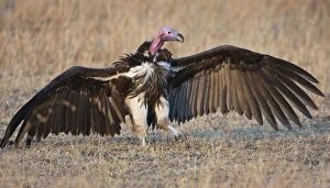 Faced Gallery: Africa. Tanzania. Lappet-faced Vulture in