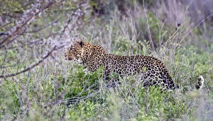 Africa. Tanzania. Leopard hunting in