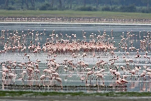 Africa. Tanzania. Lesser Flamingo flock