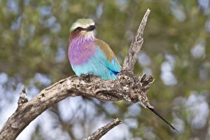 Images Dated 21st May 2009: Africa. Tanzania. Lilac-breasted Roller