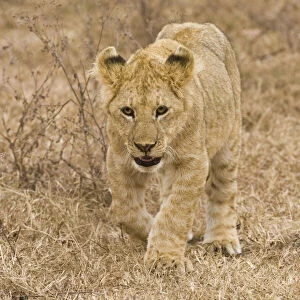Images Dated 21st May 2009: Africa. Tanzania. Lion cub at Ngorongoro