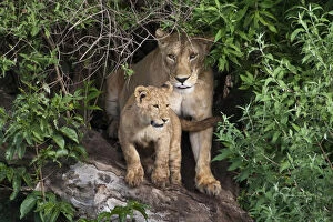 Africa. Tanzania. Lioness and cub in Ngorongoro