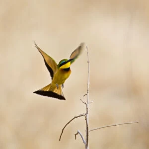 Images Dated 21st May 2009: Africa. Tanzania. Little Bee Eater at Tarangire