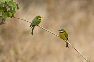 Images Dated 21st May 2009: Africa. Tanzania. Little Bee Eaters at Manyara