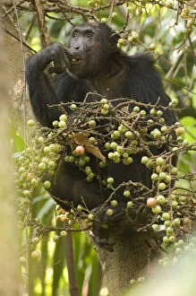 Chimpanzee Gallery: Africa, Tanzania, Mahale. Chimpanzee eating