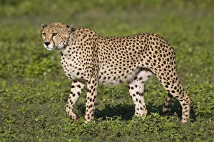 Cheetah Gallery: Africa. Tanzania. Male Cheetah at Ndutu