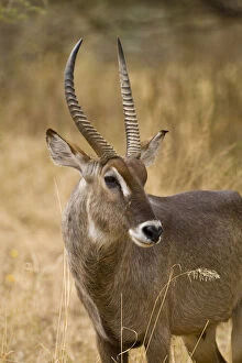 Images Dated 21st May 2009: Africa. Tanzania. Male Common Waterbuck