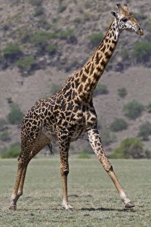 Camelopardalis Gallery: Africa. Tanzania. Male Giraffe in the Ngorongoro