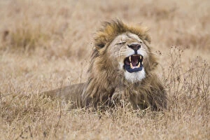 Africa. Tanzania. Male Lion yawning at Ngorongoro