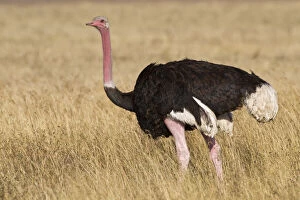 Images Dated 21st May 2009: Africa. Tanzania. Male Ostrich at Ngorongoro
