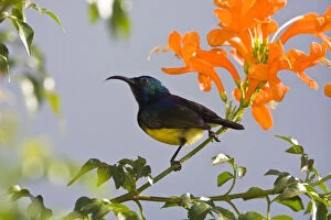 Africa. Tanzania. Male Variable Sunbird