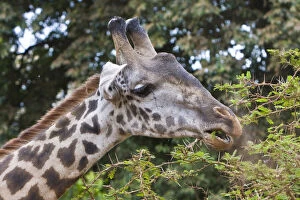 Camelopardalis Gallery: Africa. Tanzania. Masai Giraffe at Manyara