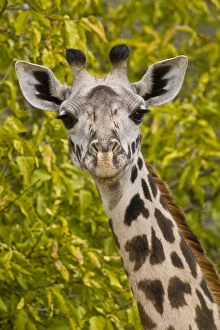 Images Dated 21st May 2009: Africa. Tanzania. Masai Giraffe at Tarangire
