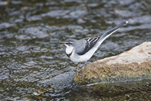 Images Dated 21st May 2009: Africa. Tanzania. Mountain Wagtail in Manyara