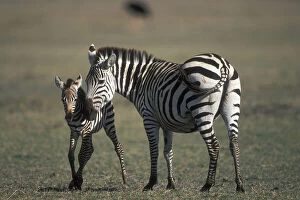 Equus Gallery: Africa, Tanzania, Ngorongoro Conservation