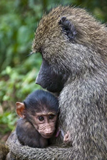 Baboon Gallery: Africa. Tanzania. Olive Baboon mother