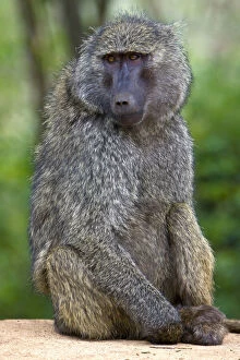 Images Dated 8th August 2012: Africa. Tanzania. Olive Baboon at Ngorongoro