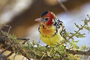 Barbet Gallery: Africa. Tanzania. Red-and Yellow Barbet
