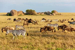 Images Dated 7th February 2009: Africa, Tanzania, The Serengeti. Herd animals graze together on the plains with kopjes in
